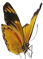 butterfly-valley2.jpg (4737 bytes)