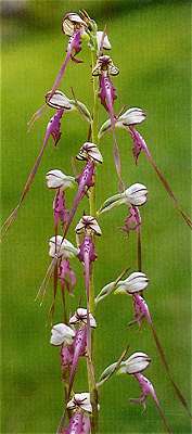 Himantoglossum caprinum