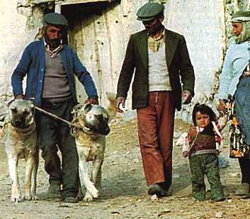  on The Kangal Dog Is Found In The High Rolling Plains Country Of Central