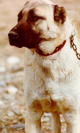 kangal2.jpg (26159 bytes)